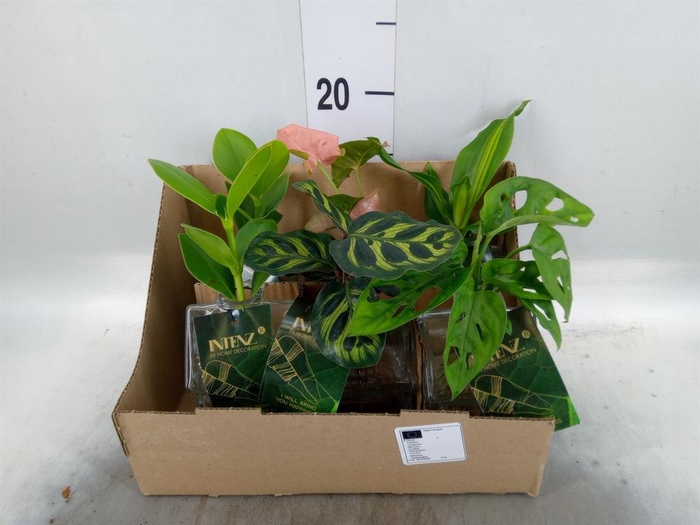 <h4>Planten ..mix</h4>