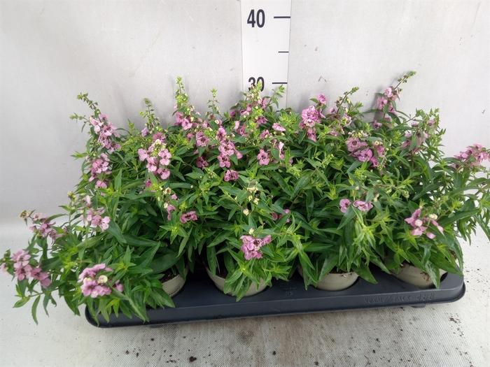 Angelonia  'Serena Lavender'