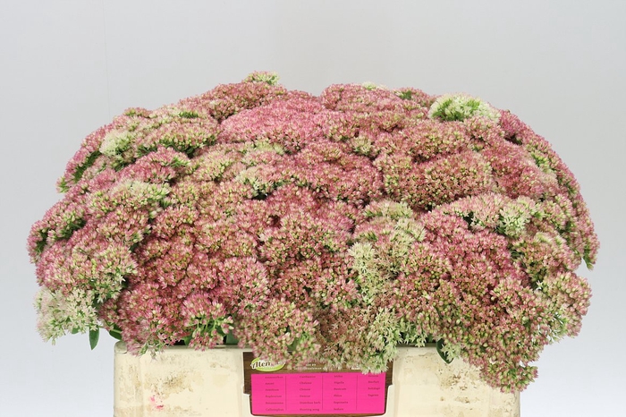 <h4>Sedum Herbstfreud</h4>