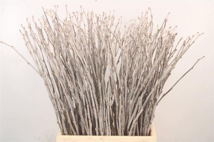 <h4>Populus Alba</h4>