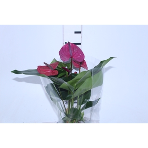 ANTHURIUM UTAH P17