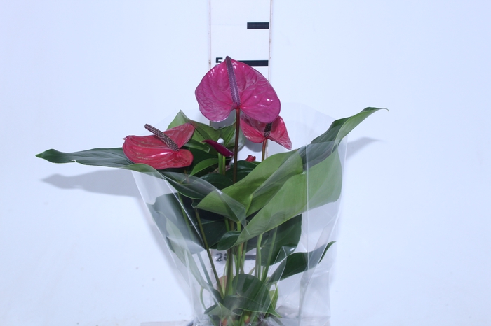 ANTHURIUM UTAH P17