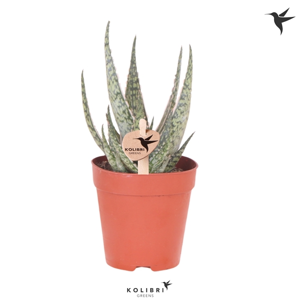 <h4>Kolibri Greens Succulenten Aloe Wichita</h4>