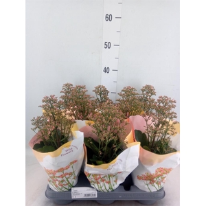 Kalanchoe 'WildFlow Surp Canyon'