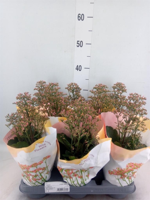 <h4>Kalanchoe  'WildFlow Surp Canyon'</h4>
