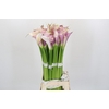 Zantedeschia Eydolls Purple White