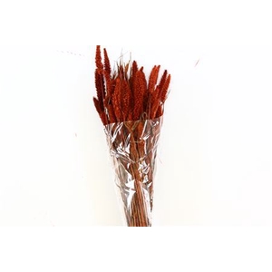 Dried Setaria Dark Brown Bunch