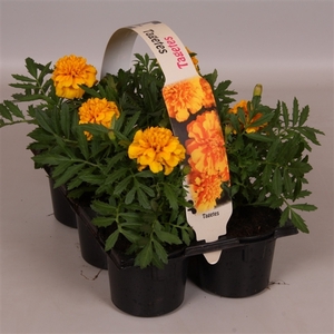 Tagetes Patula geel 6p