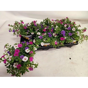 CALIB TRIOB P GEM PT