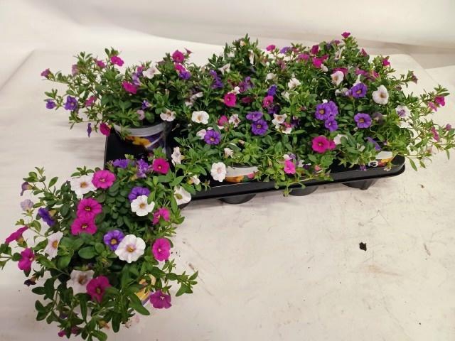 <h4>CALIB TRIOB P GEM PT</h4>