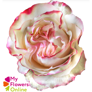 R Gr Country Candy Bicolor 50cm EC
