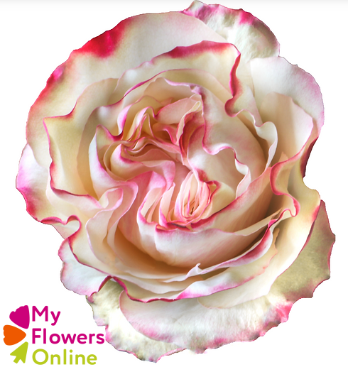 <h4>R Gr Country Candy Bicolor 50cm EC</h4>