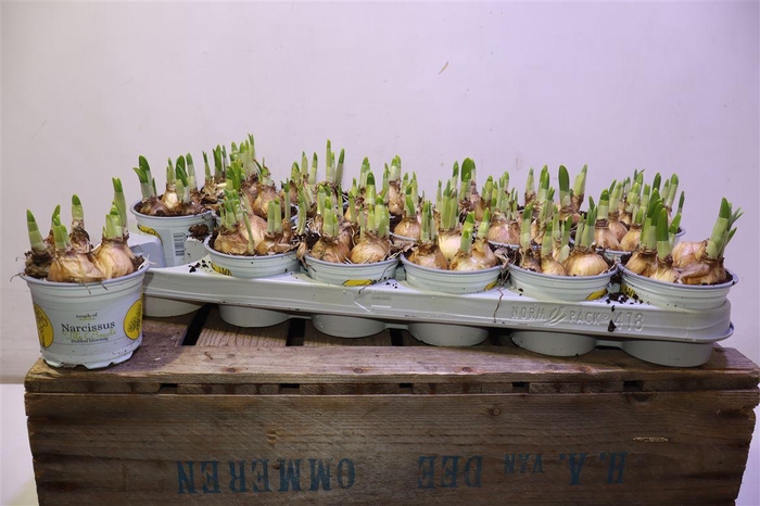 <h4>arr8 Narc D Tete Boucle</h4>