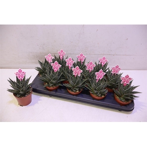 Aloe Tiki Tahi