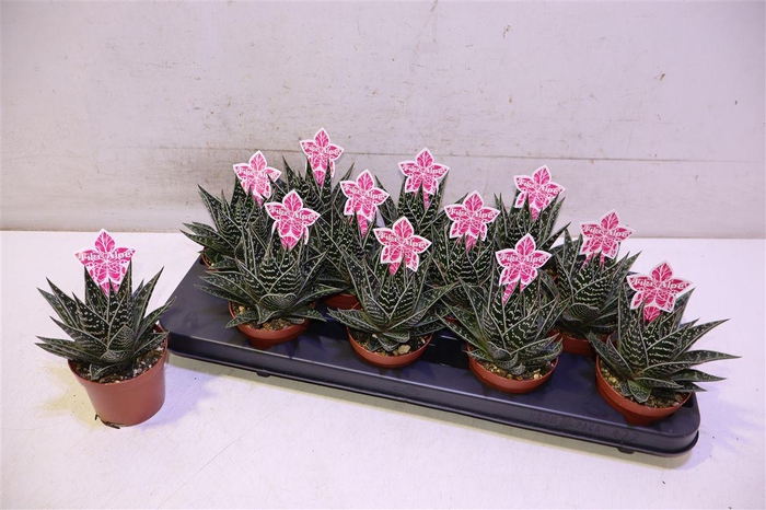 <h4>Aloe Tiki Tahi</h4>