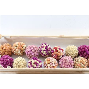 GOMPHRENA BALLS 11CM NATUREL P PC