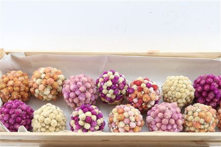 GOMPHRENA BALLS 11CM NATUREL P PC