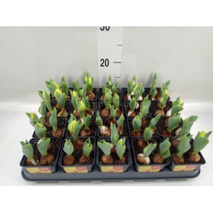 Tulipa DU 'Yellow Baby'