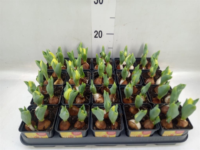 <h4>Tulipa DU 'Yellow Baby'</h4>