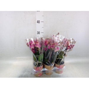 Phalaenopsis multi.   ...red