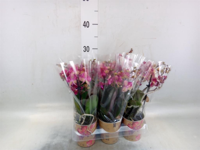 <h4>Phalaenopsis multi.   ...red</h4>