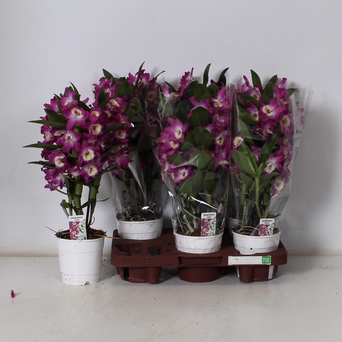 <h4>DEND NOBILE</h4>