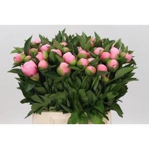 Paeonia Etched Salmon