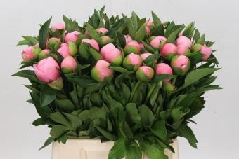 <h4>Paeonia Etched Salmon</h4>