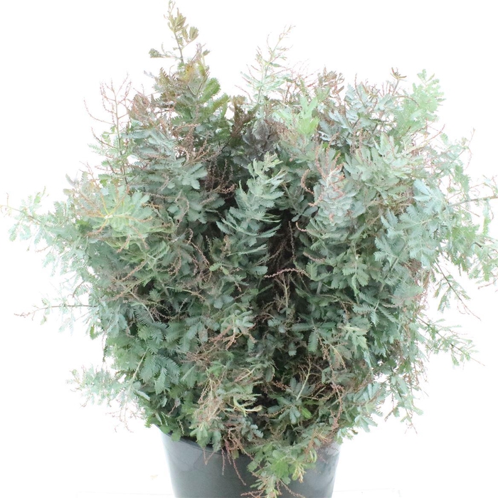 <h4>MIMOSA BALEYANA</h4>