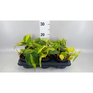 Philodendron scand. 'Brasil'