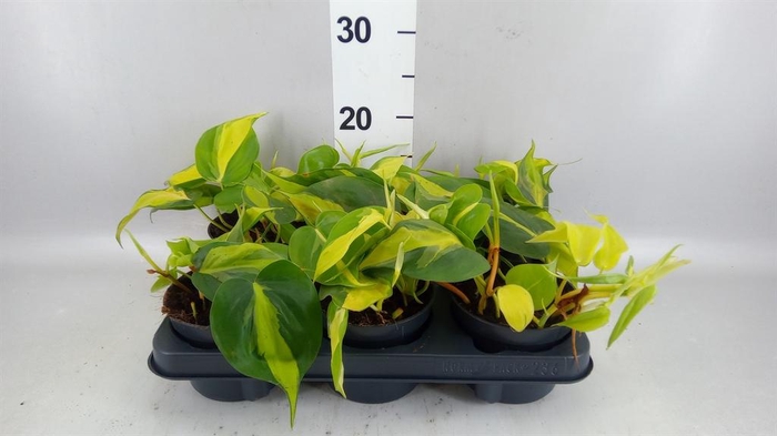 <h4>Philodendron scand. 'Brasil'</h4>