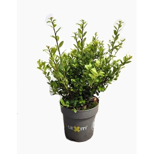 Ilex crenata Dark Green, P14, Struik 20-25cm