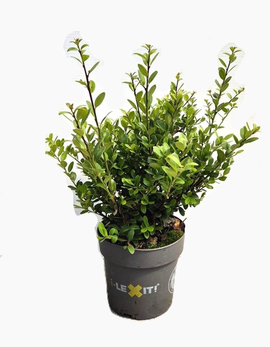 <h4>Ilex crenata Dark Green, P14, Struik 20-25cm</h4>