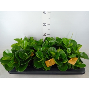 Peperomia obt. 'Green Gold'