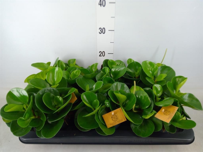 <h4>Peperomia obt. 'Green Gold'</h4>