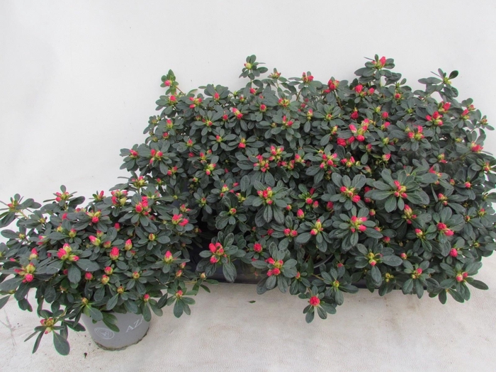 <h4>RHODO SI FR SCHERRE</h4>