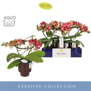 Dioro Magnifique 2 spike in Emilia Brown Aquo