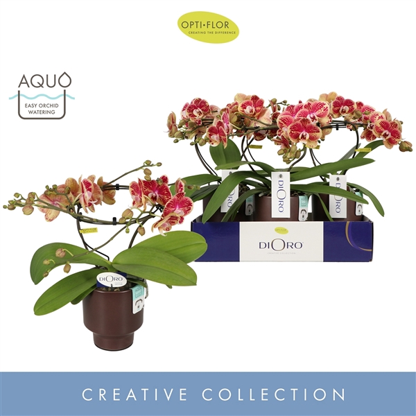 Dioro Magnifique 2 spike in Emilia Brown Aquo