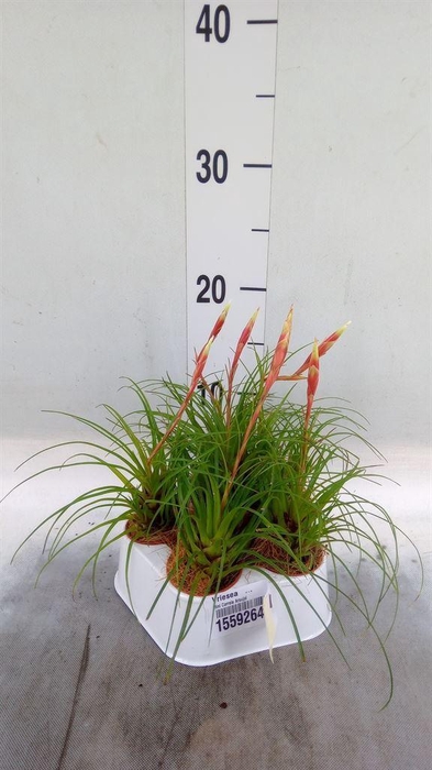 <h4>Vriesea   ...</h4>