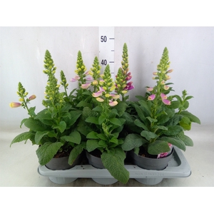 Digitalis   ...