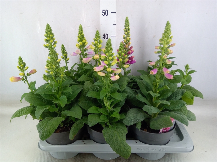 <h4>Digitalis   ...</h4>