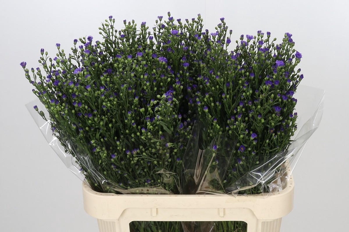 <h4>Aster Casamare</h4>