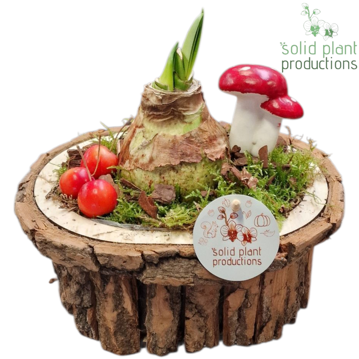 <h4>BOSA002 Amaryllis Bark O Small Brown</h4>