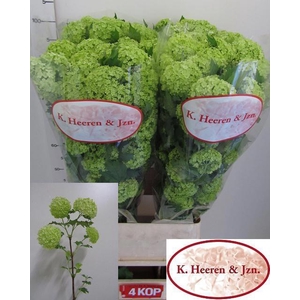 VIBURNUM ROSEUM ST