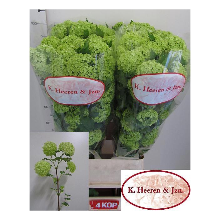 <h4>Viburnum Roseum St</h4>