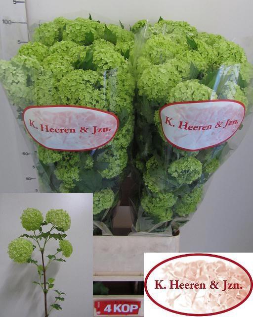 <h4>VIBURNUM ROSEUM ST</h4>