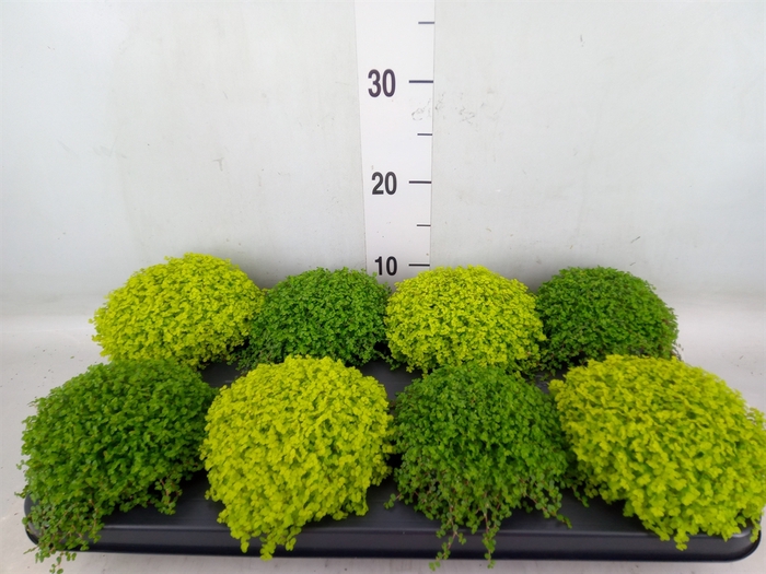 <h4>Soleirolia soleirolii   ...mix 2</h4>