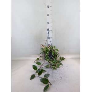 Hoya carnosa 'Floraganza Flamingo'