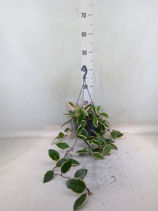 <h4>Hoya carnosa 'Floraganza Flamingo'</h4>