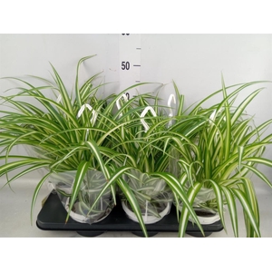 Chlorophytum com. 'Variegatum'